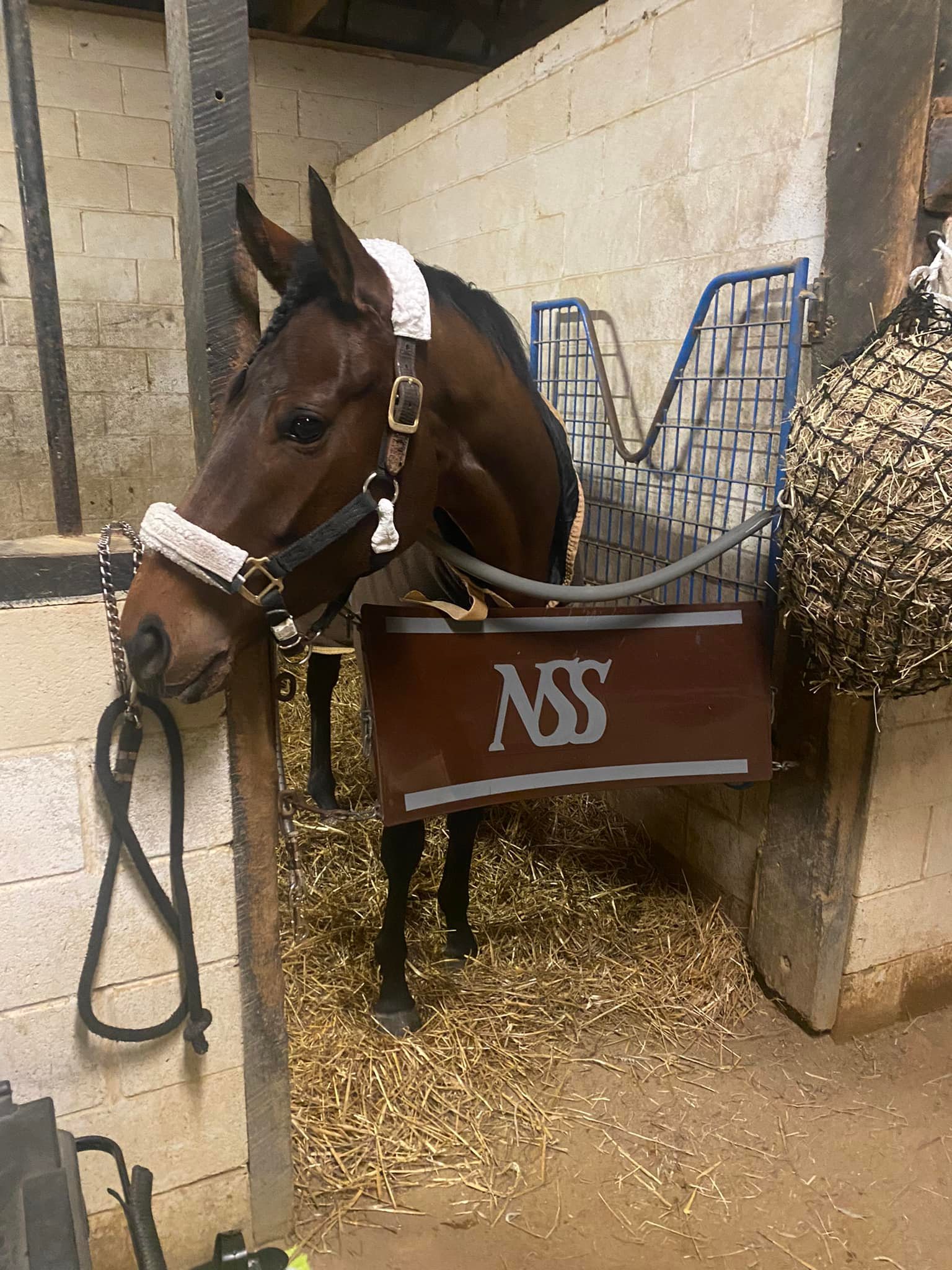 horse in stall